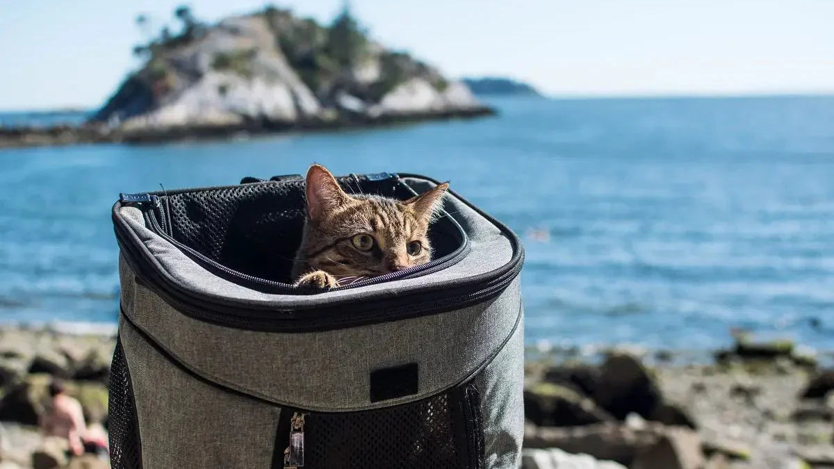 Comment bien choisir un sac à dos de transport pour chat ?