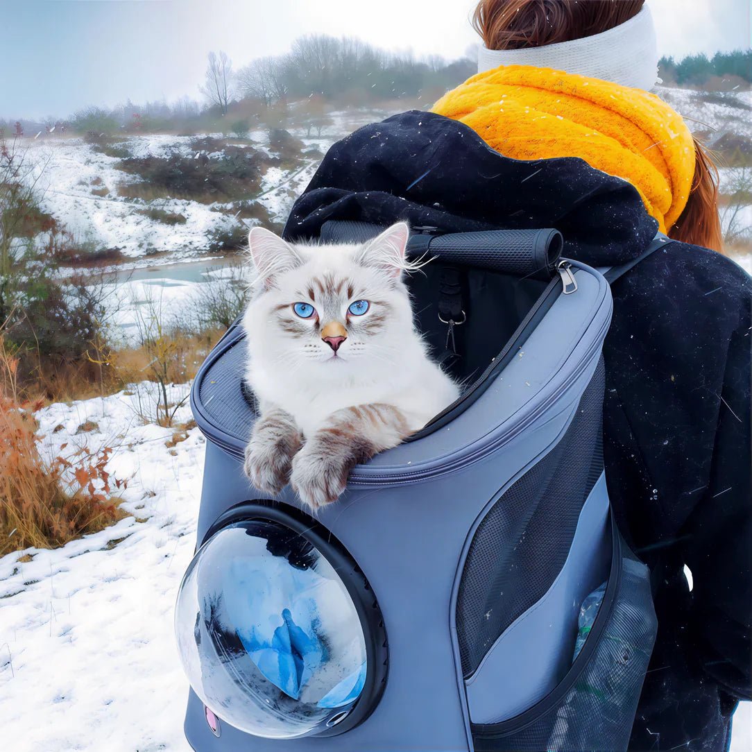 Chat aux yeux bleus dans un sac à dos gris FelinPorter pour chat de grand volume